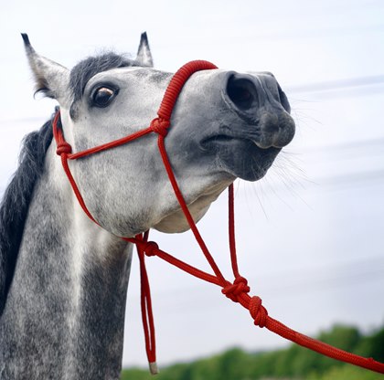 http://www.thehorse.com/articles/29270/effect-of-stressful-situations-on-horses-working-memory